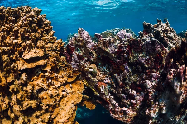 Rocas submarinas con coral y peces en azul océano transparente . — Foto de Stock