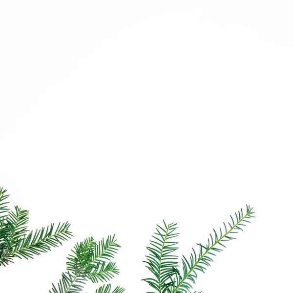 Concepto navideño de ramas de abeto sobre fondo blanco. Puesta plana —  Fotos de Stock