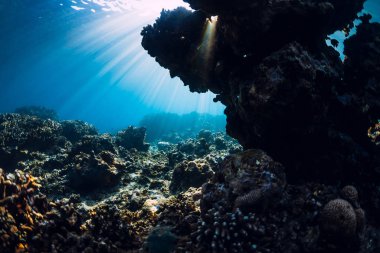 Kopyalama alanı olan sakin bir sualtı sahnesi. Tropik şeffaf 
