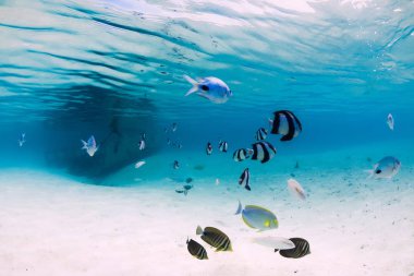 Kumlu zeminde tekne enkazı ve balık olan tropikal mavi deniz.