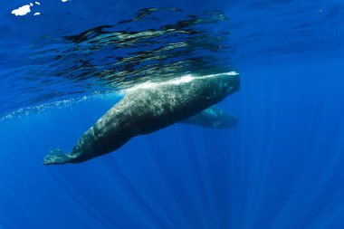 Sperm balinaları mavi okyanusta yüzerler Mauritius.