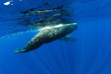 Sperm whales swim in blue ocean Mauritius. clipart
