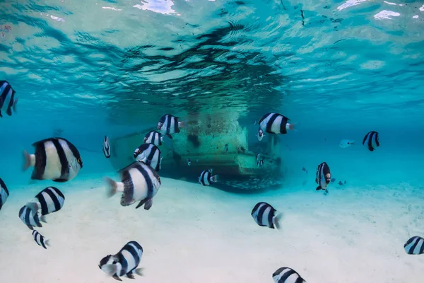 Mare tropicale blu con relitto di barca sul fondo sabbioso e pesce, u — Foto Stock