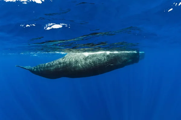 Sperm whales swim in blue ocean Mauritius. — Stock Photo, Image