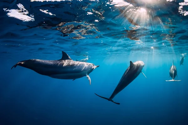 Bacalao de delfines Spinner bajo el agua en mar azul con luz solar — Foto de Stock