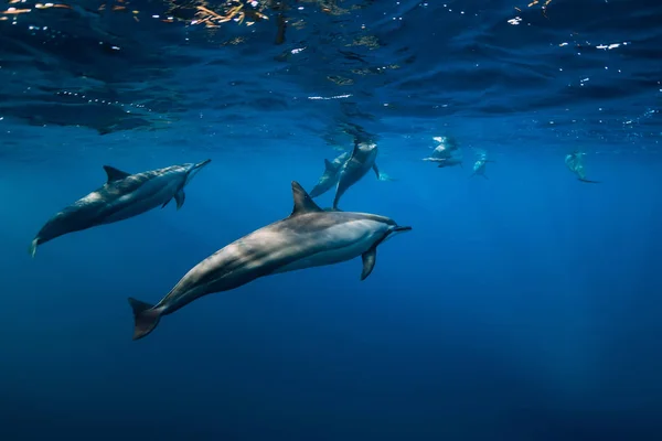 带太阳光的蓝海中的旋转海豚群 — 图库照片
