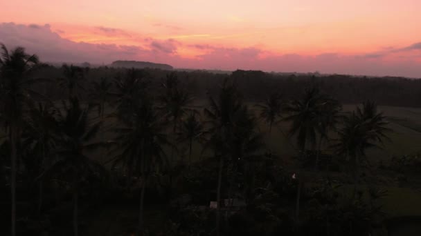 Luftaufnahme Einer Landschaft Mit Reisfeldern Bei Sonnenaufgang Oder Sonnenuntergang Bali — Stockvideo