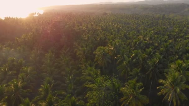 バリ島のヤシの木とドローンからの熱帯の眺め 日の出時の航空写真 — ストック動画