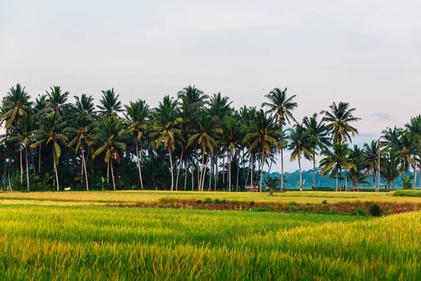 Montez les champs avec des cocotiers. Paysage tropical — Photo