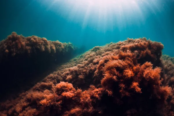 Scène sous-marine avec des algues rouges sur les rochers et les rayons du soleil en mer — Photo