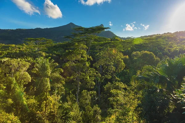 Floresta tropical com coroas de árvores e montanha em dia ensolarado em Maurit — Fotografia de Stock