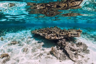 Tropikal denizde mercanlar ve balıkların olduğu sualtı sahnesi