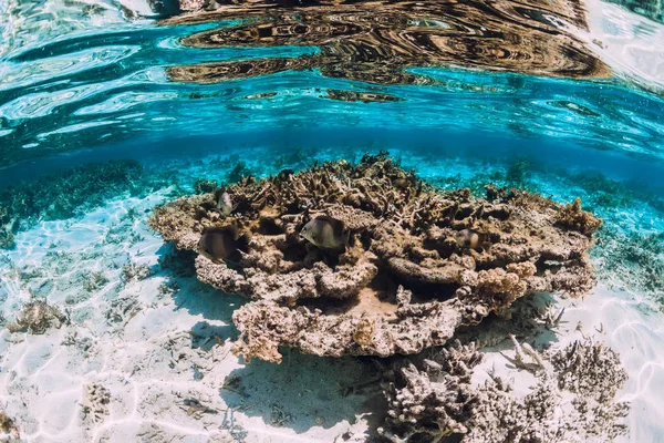 Vízalatti jelenet korallokkal és halakkal a trópusi tengeren — Stock Fotó