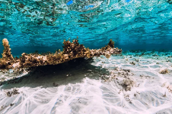 Escena submarina con corales y peces en el mar tropical — Foto de Stock