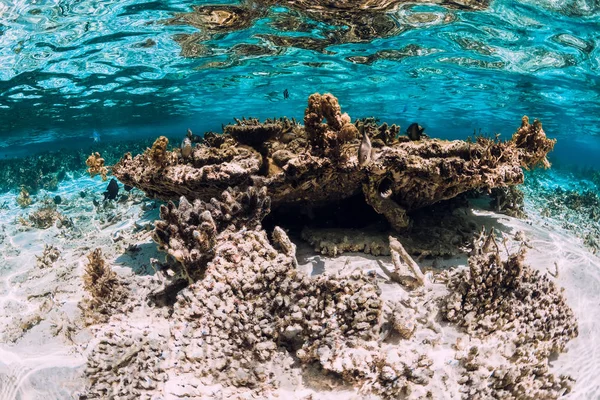 Escena submarina con corales y peces en el mar tropical — Foto de Stock