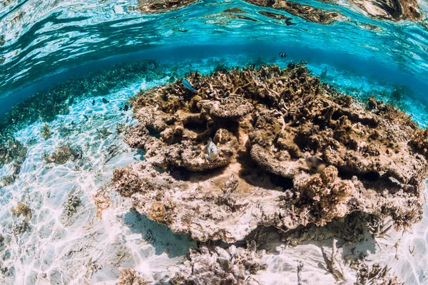 Escena submarina con corales y peces en el mar tropical — Foto de Stock