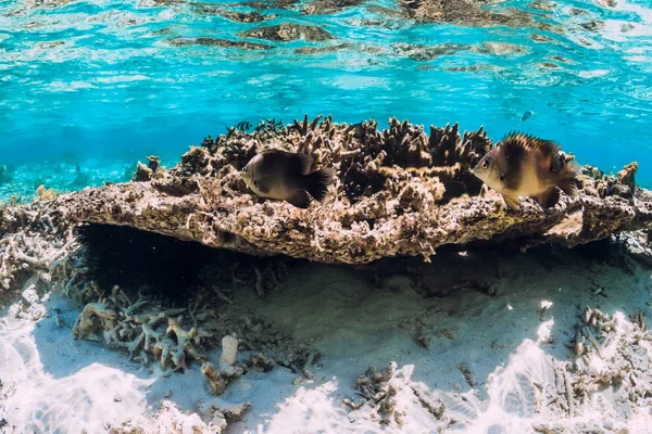 Vízalatti jelenet korallokkal és halakkal a trópusi tengeren — Stock Fotó