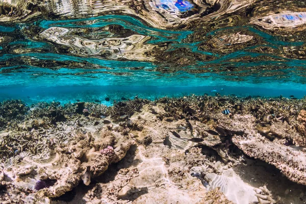 Cena subaquática com corais e peixes em mar tropical — Fotografia de Stock