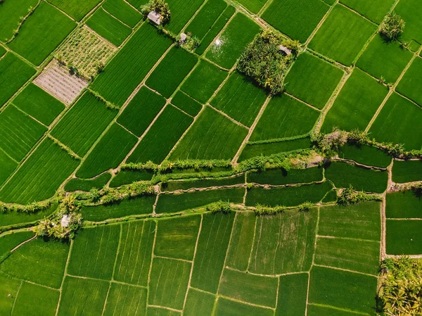 Pirinç tarlalarıyla hava manzarası. Bal 'da doğal tarım dokusu — Stok fotoğraf