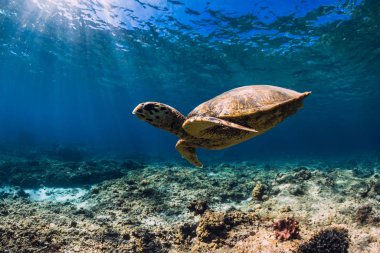 Deniz kaplumbağası mavi okyanusta süzülür. Kaplumbağalı su altı görüntüsü