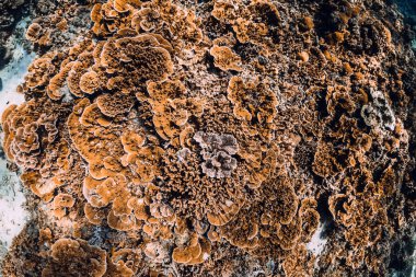 Tropikal denizdeki mercanların arka planına sahip sualtı sahnesi.