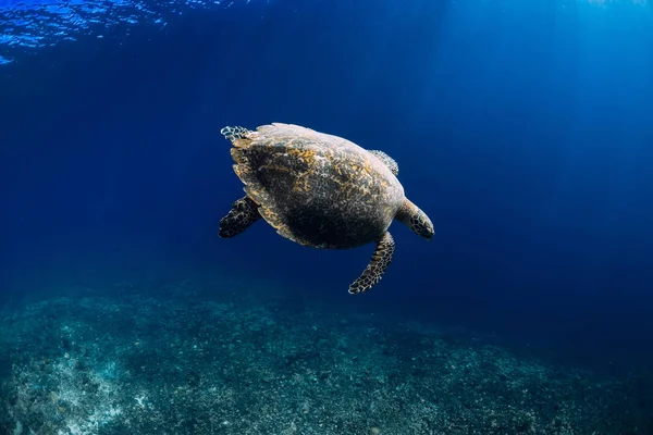 Tortuga marina se desliza en el océano profundo. Hermosa tortuga marina bajo el agua — Foto de Stock