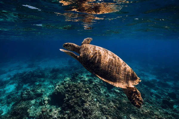 Η θαλάσσια χελώνα γλιστράει στον γαλάζιο ωκεανό. Υποβρύχια προβολή με χελώνα — Φωτογραφία Αρχείου