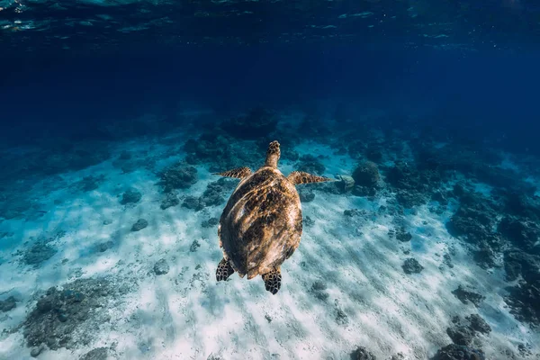 La tartaruga marina scivola nell'oceano blu. Vista subacquea con tartaruga — Foto Stock