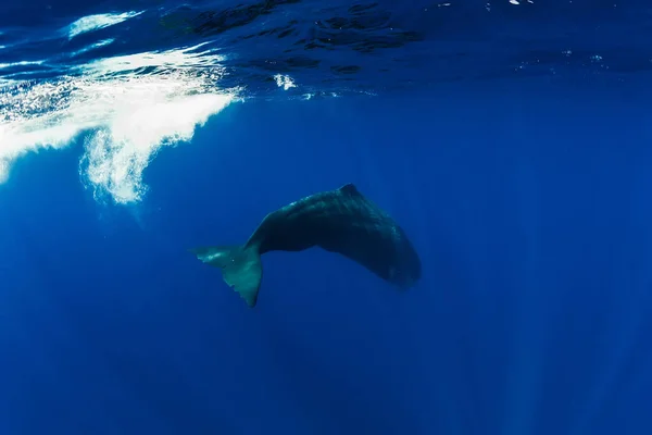 Sperm whale swim in Indian ocean, near Mauritius. — Stock Photo, Image