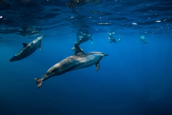 Familia de delfines nadando en el océano Índico en Mauricio — Foto de Stock