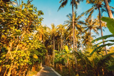 Nusa Penida adada günbatımı ışığı ile palm ormanda yol.