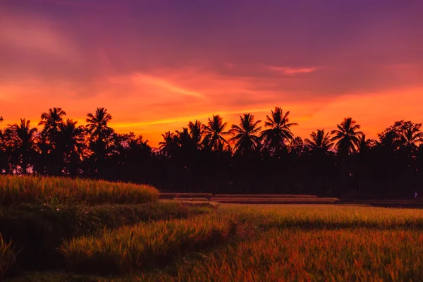 Terraços e palmeiras em Bali ao nascer ou ao pôr do sol — Fotografia de Stock