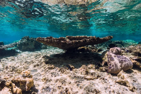 Vista submarina con corales y peces en mar azul — Foto de Stock