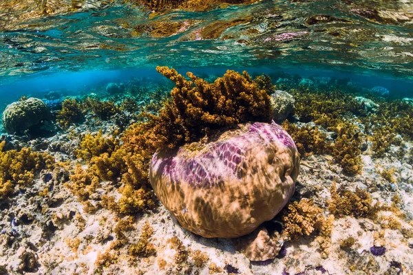 Escena submarina con corales y algas en el mar tropical — Foto de Stock
