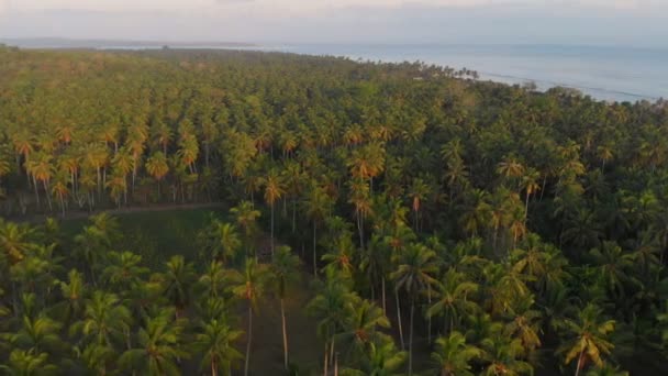 Tropical View Coconut Palms Paradise Island Aerial View Sunrise — Stock Video