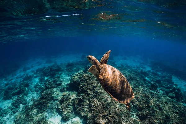 Sea turtle swimming above a coral reef, closeup view — Stock Photo, Image