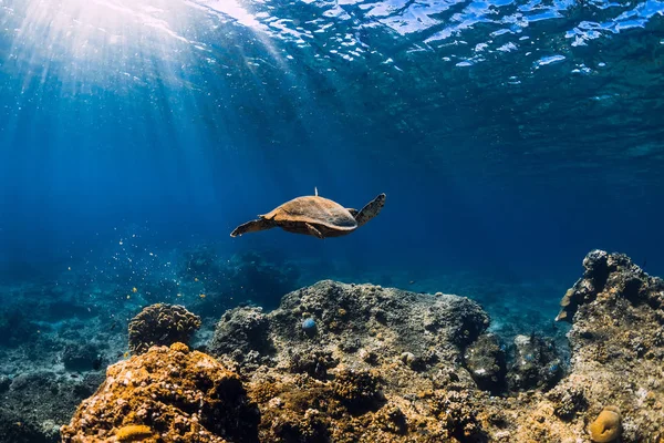 Sea turtle swimming above a coral reef