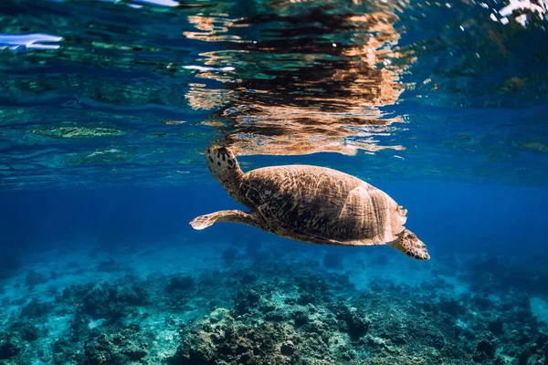 Tortuga marina nadando sobre un arrecife de coral, vista de cerca — Foto de Stock