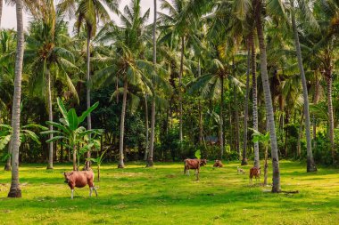 İnekli ve yeşil otlu hindistan cevizi palmiyeleri