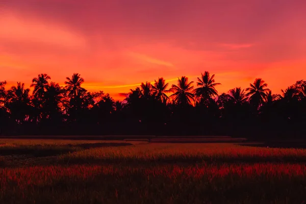 Aufstieg Terrassen und Kokospalmen in Bali bei hellem Sonnenaufgang — Stockfoto