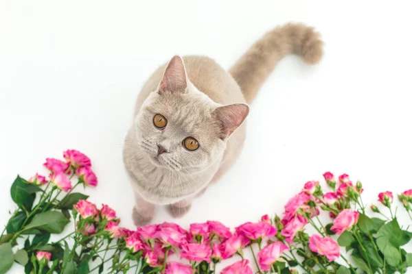 Cadre floral avec des fleurs de roses et chaton écossais mignon sur le blanc — Photo