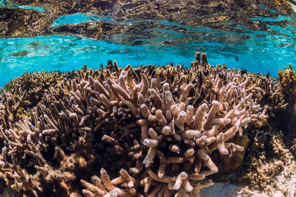 Corales y peces en el océano azul, mar tropical submarino — Foto de Stock