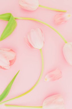Pembe arka planda lalelerin çiçek deseni. Düz yerde, üst tarafta. Bahar zamanı arkaplanı.