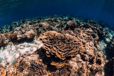 Suyun altında inanılmaz mercanları olan tropik bir okyanus.