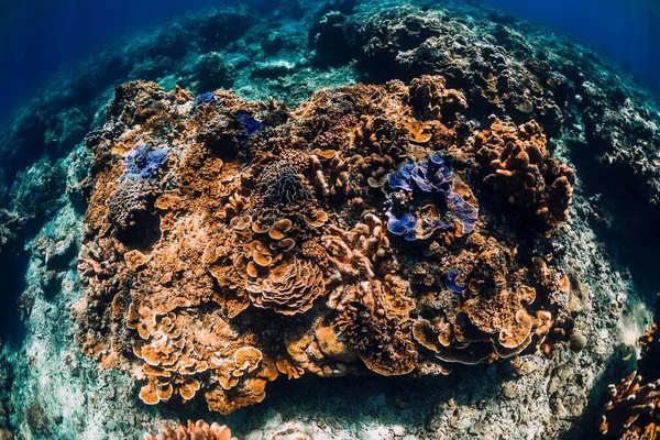 Oceano Tropical Com Corais Incríveis Subaquáticos — Fotografia de Stock