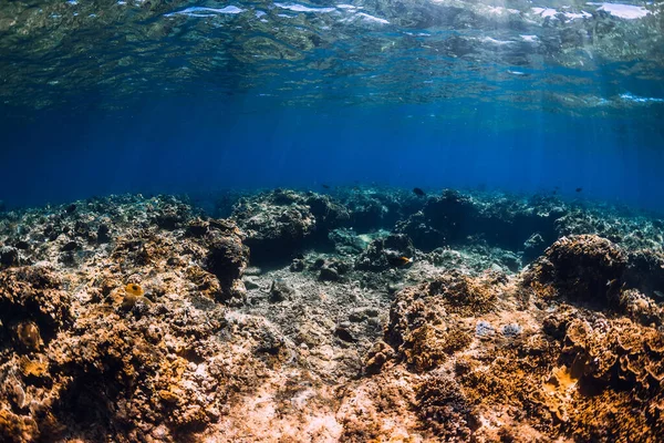 Océan Tropical Avec Des Coraux Étonnants Sous Eau — Photo