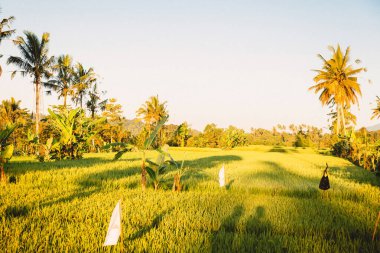 Doğan tarlalar ve Hindistan cevizi palmiyeleri Bali 'de gün doğumunda ya da batımında