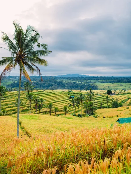 Terrasses Surélevées Avec Cocotiers Ciel Nuageux Bali Indonésie — Photo