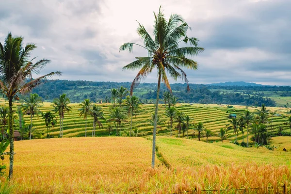 Terrasses Surélevées Avec Cocotiers Ciel Nuageux Bali Indonésie — Photo