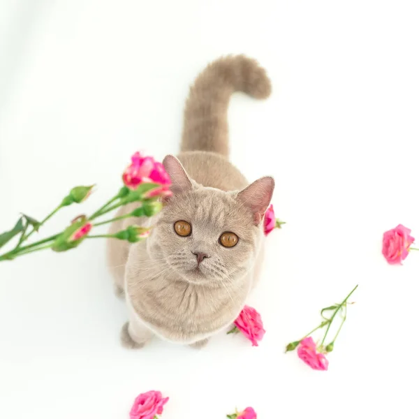 Roses Fleurs Chaton Écossais Mignon Sur Fond Blanc Chat Écossais — Photo